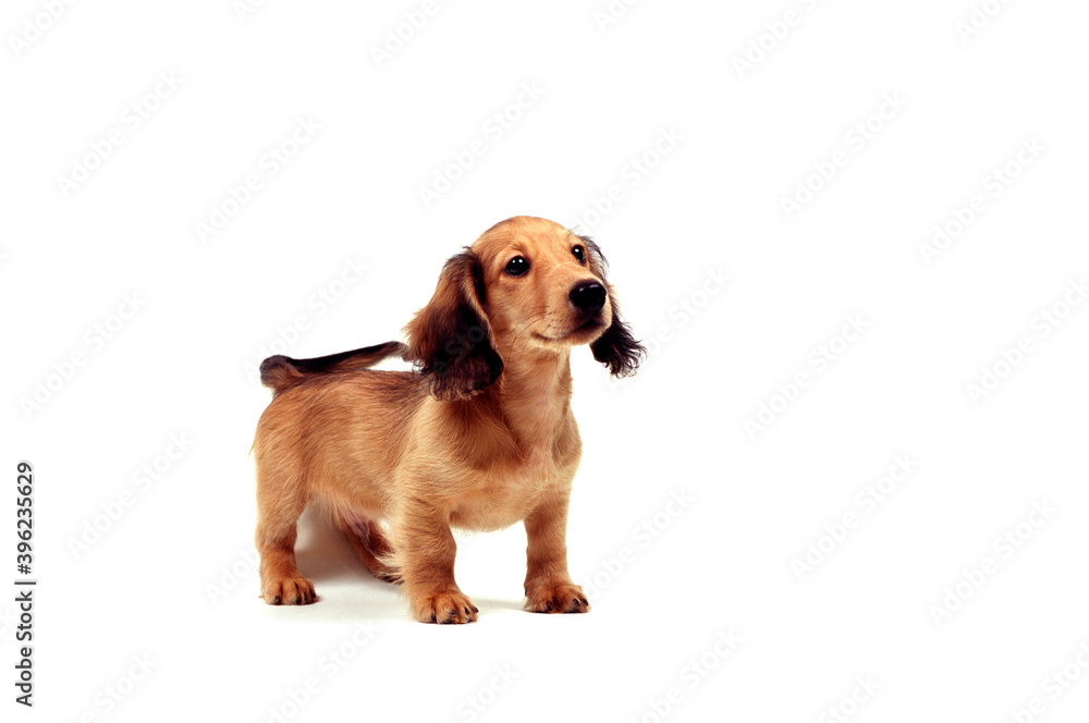 見つめる子犬 ミニチュアダックスフンド 白バック Stock Photo | Adobe