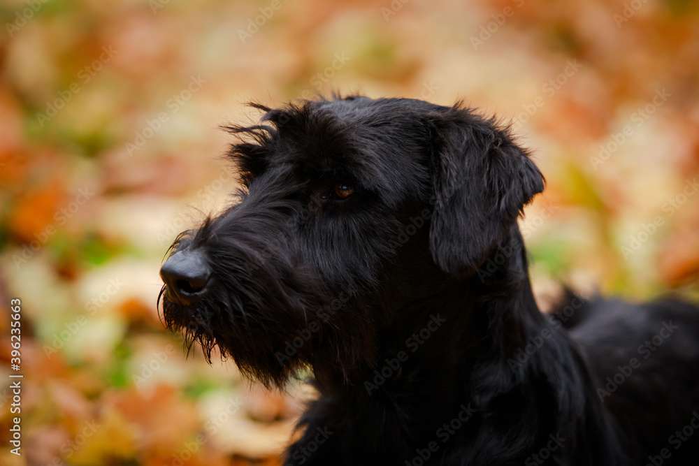 Profile portrait of a serious black Riesenschnauzer dog on a blurred background of fallen leaves. Close up of the muzzle of a pet on a walk in the autumn day. Profile portrait of a serious black Riesenschnauzer dog on a blurred background of fallen leaves. Close up of the muzzle of a pet on a walk in the autumn day.