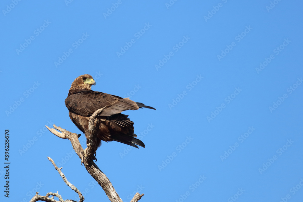 Wahlbergsadler / Wahlberg's Eagle / Aquila wahlbergi Wahlbergsadler / Wahlberg's Eagle / Aquila wahlbergi