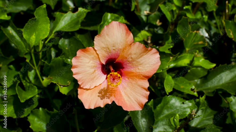 Hibiscus flower in a tropical garden in Costa Adeje, Tenerife Hibiscus flower in a tropical garden in Costa Adeje, Tenerife