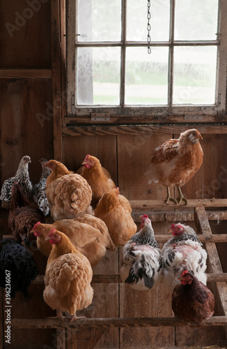 Foto A brood of domestic chickens sitting in the chicken coop.