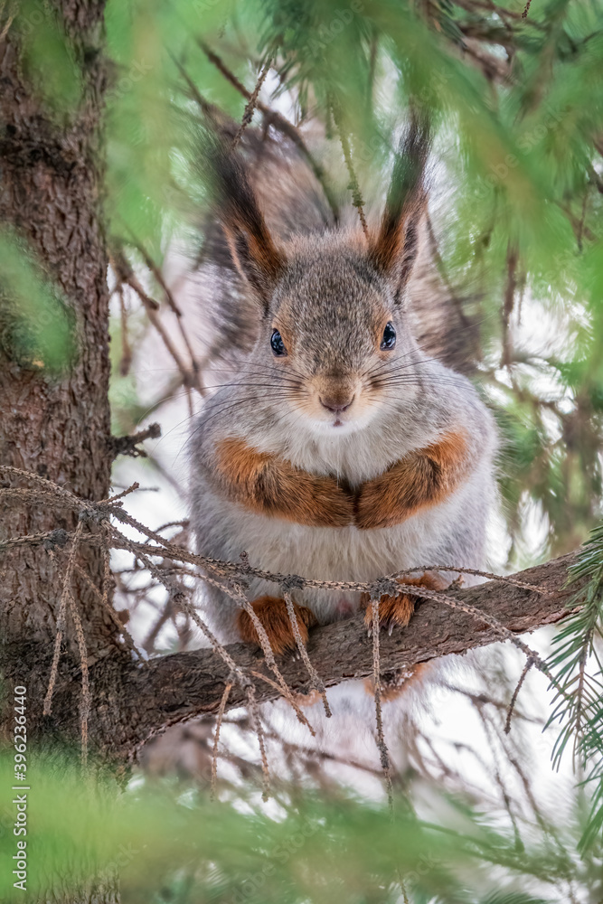 Fototapeta premium The squirrel with nut sits on a fir branches in the winter or late autumn