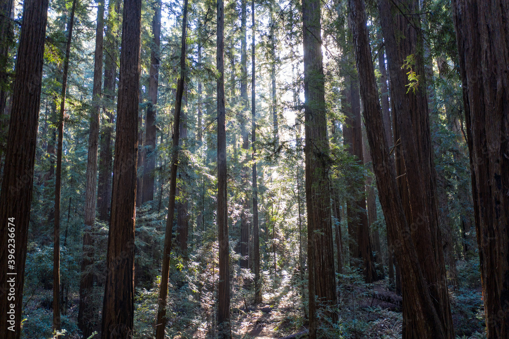 Sunlight descends into the darkness of a forest of Redwood trees