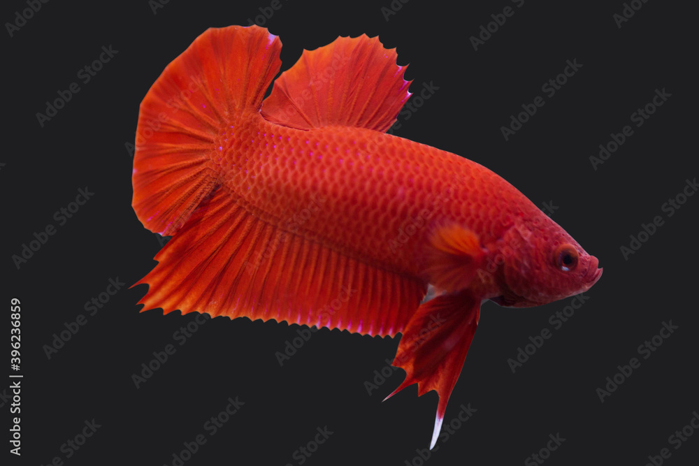 Betta Super Red Plakat HMPK Male or Plakat Fighting Fish Splendens On Black Background. Betta Super Red Plakat HMPK Male or Plakat Fighting Fish Splendens On Black Background.