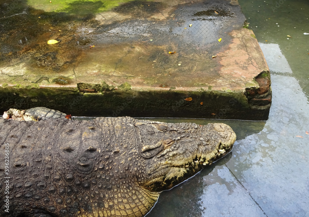 Crocodile farm in Medan, North Sumatera, Indonesia Crocodile farm in Medan, North Sumatera, Indonesia