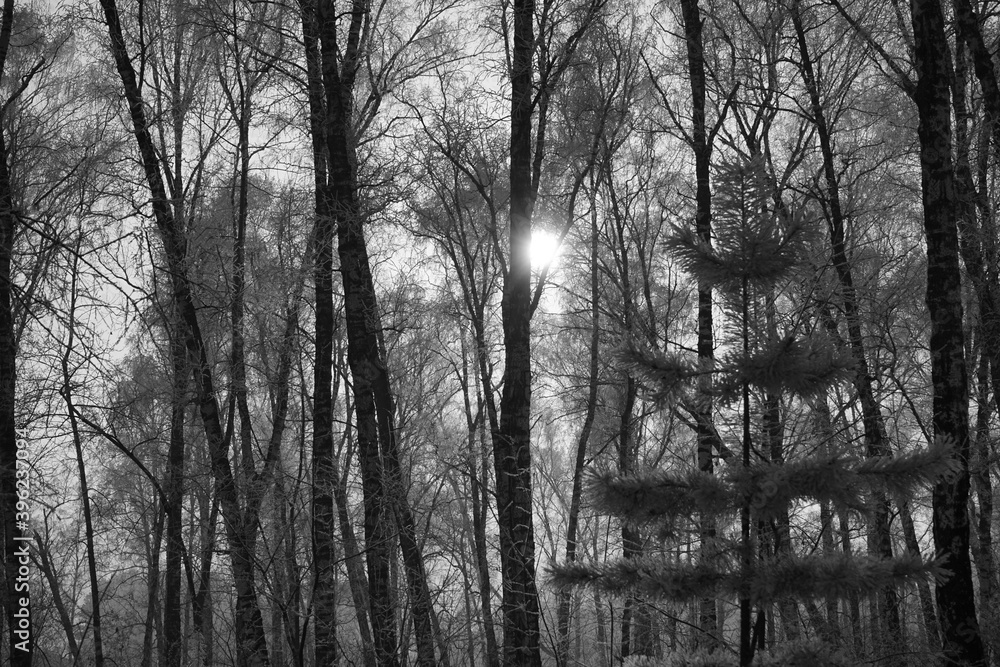 Fototapeta premium Black and white nature background. Winter landscape. Silhouettes of trees against the sky. The sun shines through the branches of the trees. Snow. Frosty fog.
