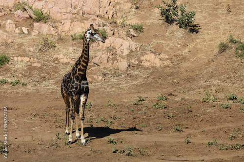 Photography Giraffe / Giraffe / Giraffa Camelopardalis