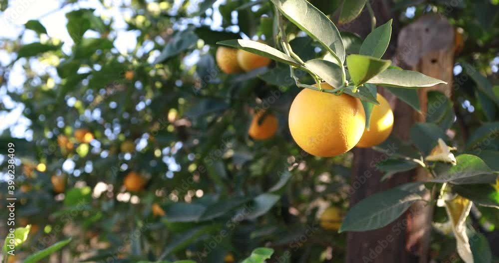 Orange's close-up during the harvest time. Orange's close-up during the harvest time.