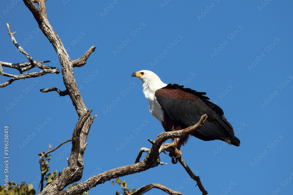 Afrikanischer Schreiseeadler / African fish-eagle / Haliaeetus vocifer. Afrikanischer Schreiseeadler / African fish-eagle / Haliaeetus vocifer.