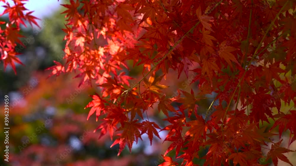 Close up of beautiful red and orange maple leaves slowly waving in the wind Close up of beautiful red and orange maple leaves slowly waving in the wind