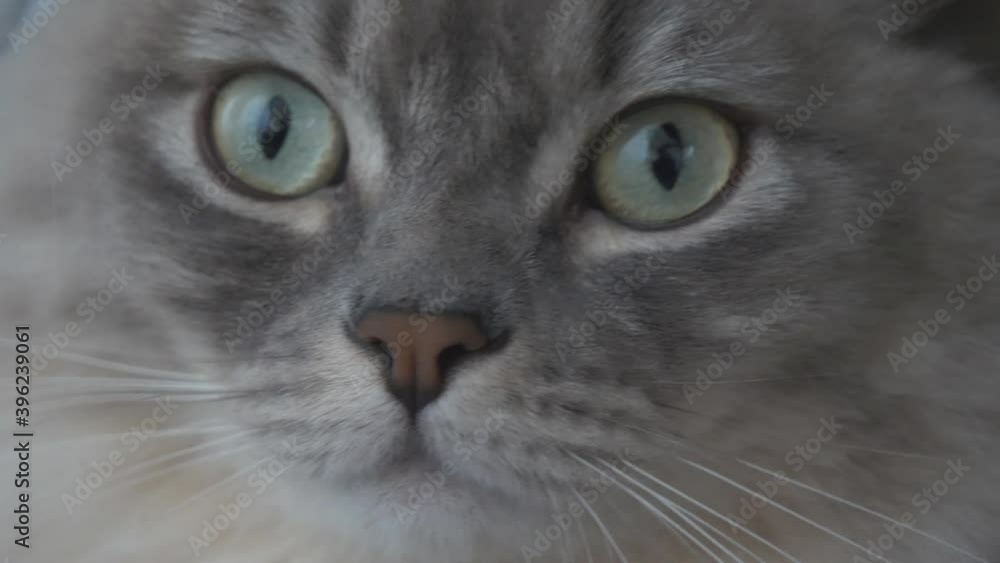 A close up view of a Ragamuffin cat’s face. A close up view of a Ragamuffin cat’s face.