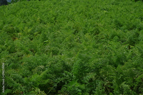 Carrot cultivated agricultural land that thrives in rural land