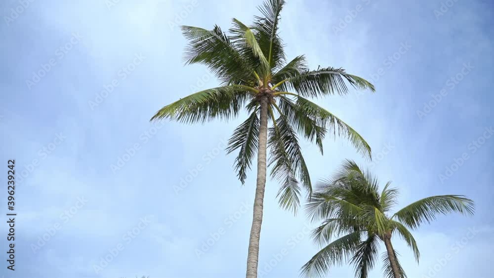 Two palm trees grace a beautiful tropical blue sky. Copy space Two palm trees grace a beautiful tropical blue sky. Copy space