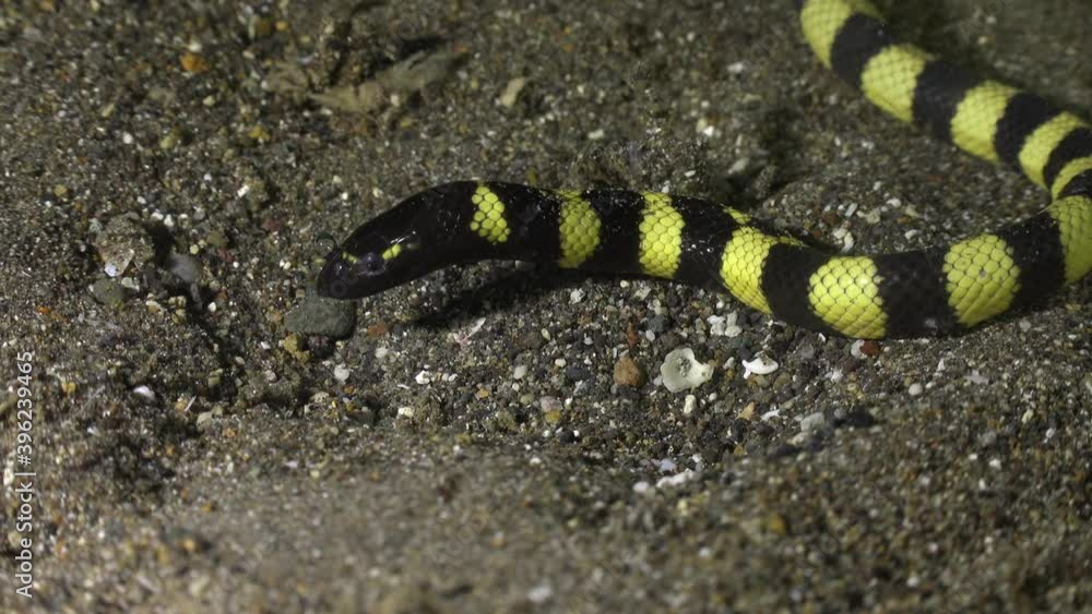 Turtle headed sea snake digging in sand. Turtle headed sea snake digging in sand.