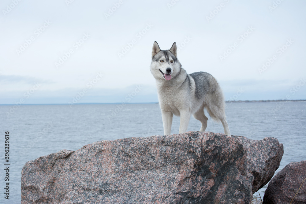 Husky dog stands on a rock by the sea Husky dog stands on a rock by the sea