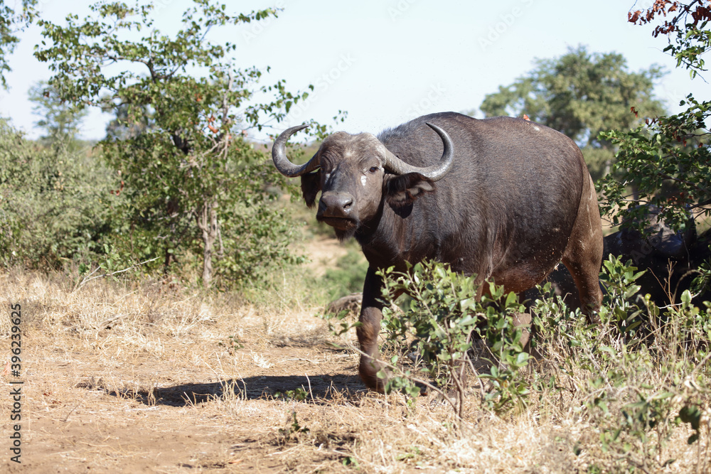 Kaffernbüffel / Buffalo / Syncerus caffer Kaffernbüffel / Buffalo / Syncerus caffer