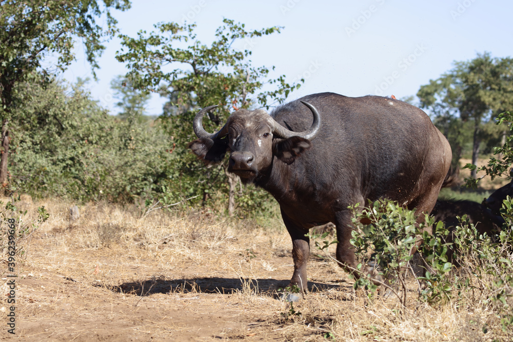 Kaffernbüffel / Buffalo / Syncerus caffer Kaffernbüffel / Buffalo / Syncerus caffer