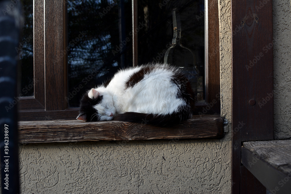 Fluffy cat sleeping on the street curled up by the window on a wooden windowsill