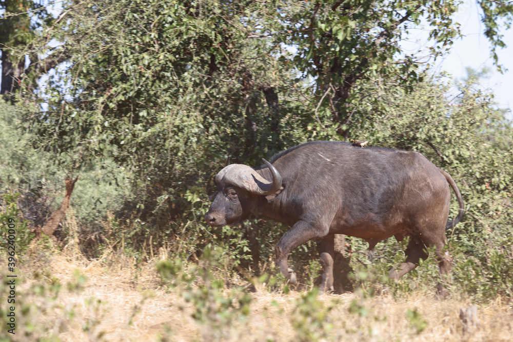 Obraz premium Kaffernbüffel / Buffalo / Syncerus caffer.
