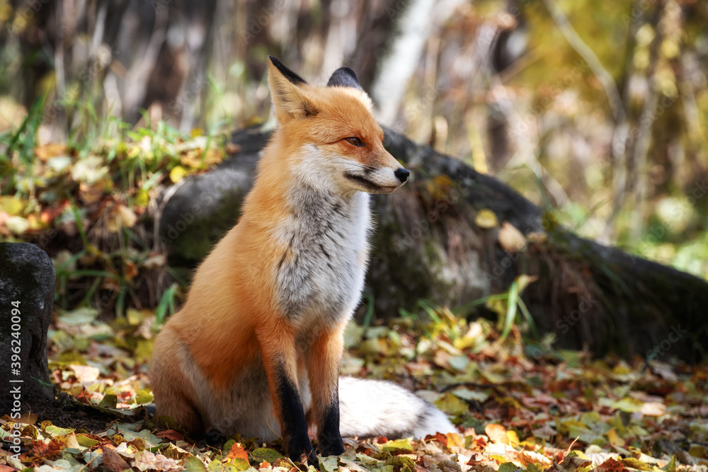 Fototapeta premium The fox is sitting in the autumn forest
