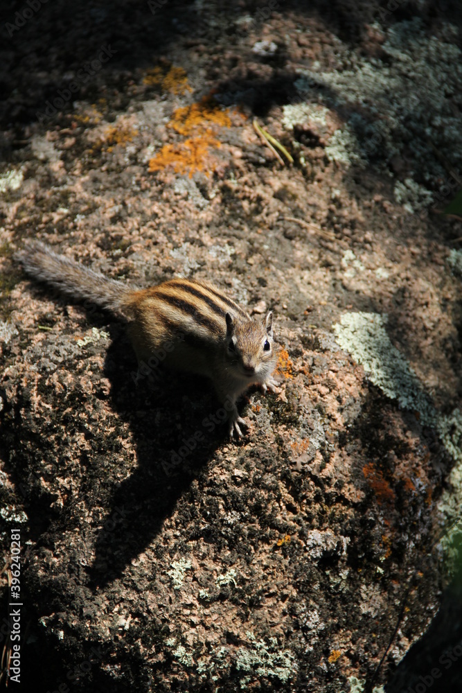 chipmunk in the forest on the rocks chipmunk in the forest on the rocks