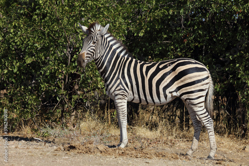 Steppenzebra   Burchell s zebra   Equus burchellii