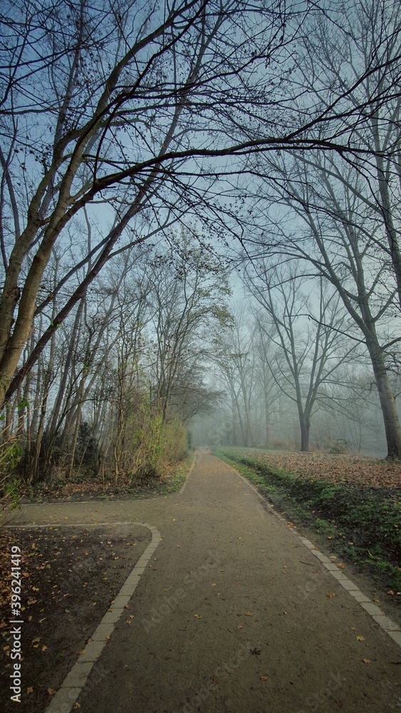 Forest path on foggy autumn morning