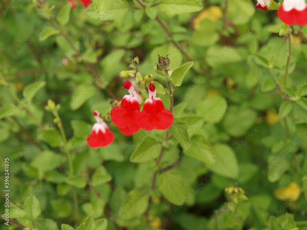 (Salvia microphylla ou greggii 'Hot Lips') Sauge de Graham ou sauge à petites feuilles aromatiques et fleurs blanche et rouge (Salvia microphylla ou greggii 'Hot Lips') Sauge de Graham ou sauge à petites feuilles aromatiques et fleurs blanche et rouge