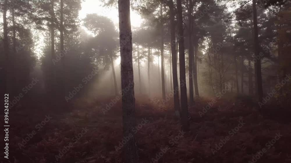 Beautiful misty forest woodland with sun rays in early winter morning. Tracking left to right aerial drone shot. Beautiful misty forest woodland with sun rays in early winter morning. Tracking left to right aerial drone shot.