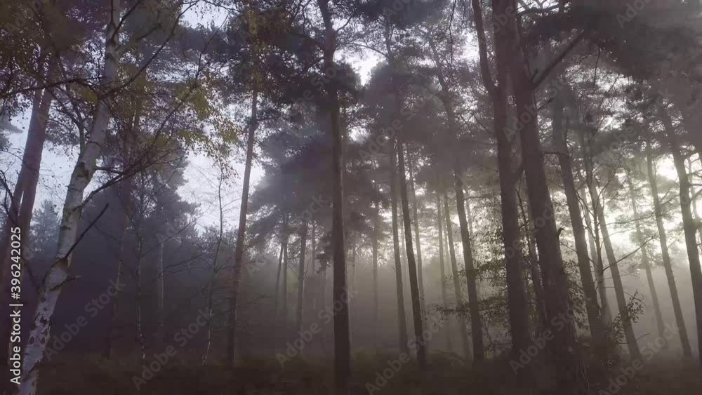 Low angle drone shot tracking forward into amazingly misty UK woodland. Trees covered in atmospheric fog backlit by morning sun in winter. Drone stable low flying. Low angle drone shot tracking forward into amazingly misty UK woodland. Trees covered in atmospheric fog backlit by morning sun in winter. Drone stable low flying.