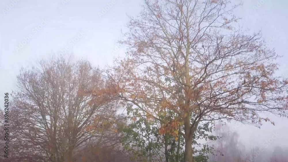 Aerial shot jib over tree on beautiful atmospheric misty morning until tree disappears into the fog/mist. UK woodland. Aerial shot jib over tree on beautiful atmospheric misty morning until tree disappears into the fog/mist. UK woodland.