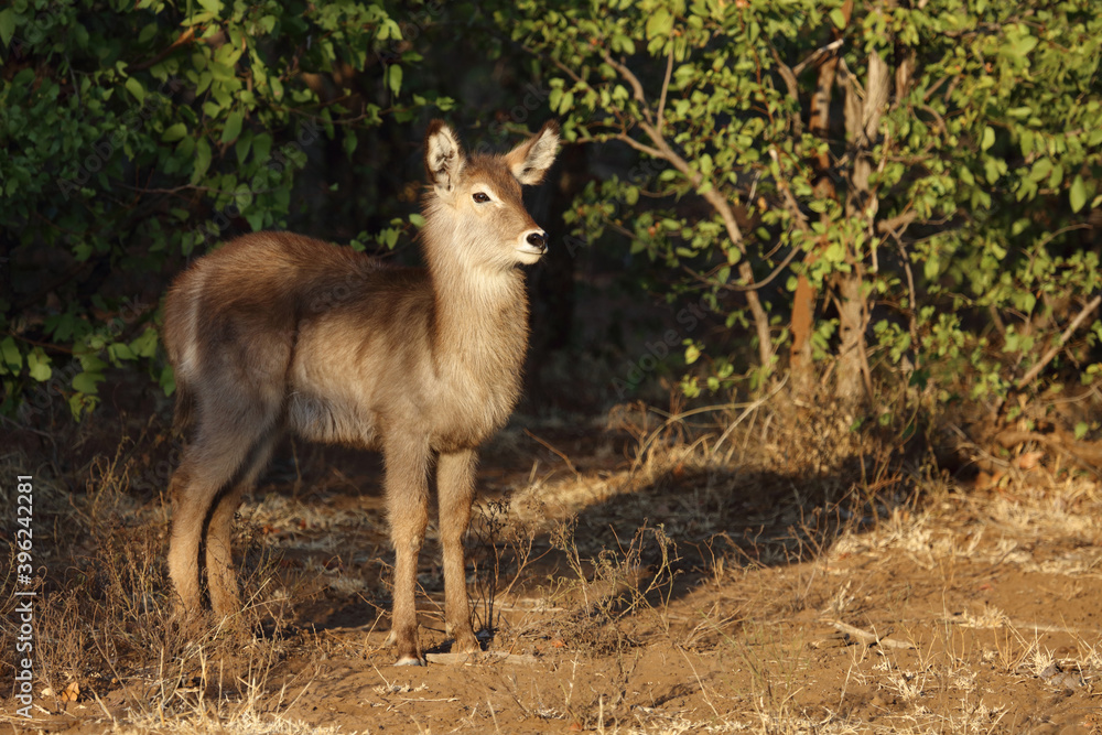 Obraz premium Wasserbock / Waterbuck / Kobus ellipsiprymnus