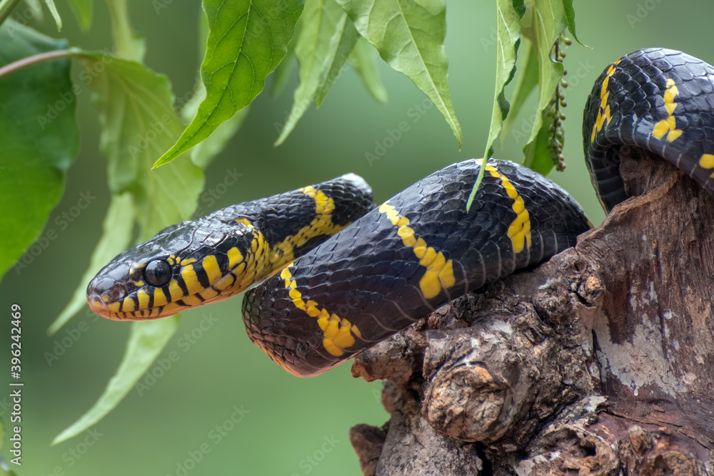 boiga snake dendrophilia in defensive mode, the gold-ringed cat snake,venomous snake boiga snake dendrophilia in defensive mode, the gold-ringed cat snake,venomous snake