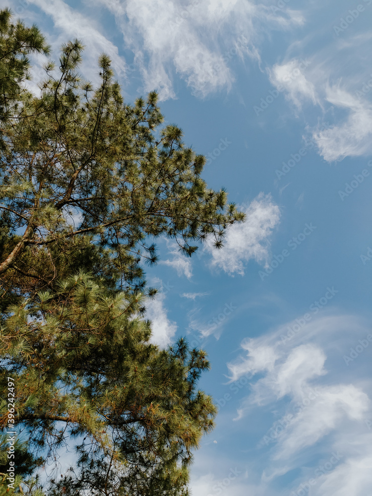 Fototapeta premium sky and clouds