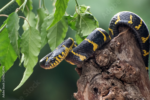 boiga snake dendrophilia in defensive mode, the gold-ringed cat snake,venomous snake photo