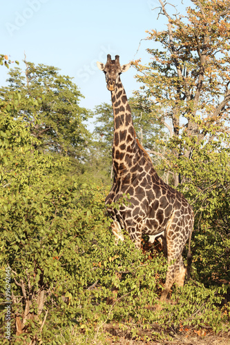 Giraffe   Giraffe   Giraffa Camelopardalis