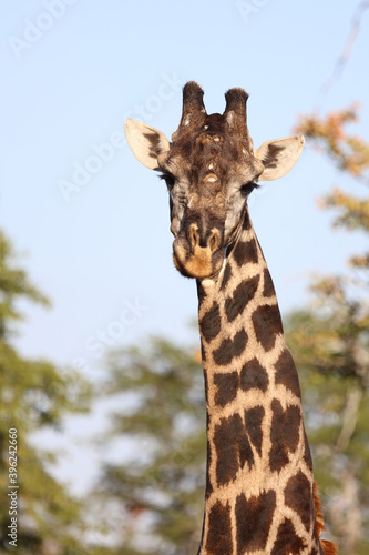 Giraffe / Giraffe / Giraffa Camelopardalis