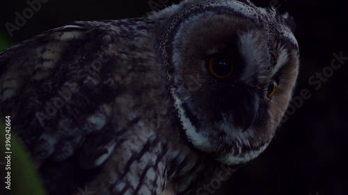 Close up detail of young long eared owl (Asio otus) gazing and sitting on dense branch deep in crown. Wildlife dark tranquil portrait footage of bird head in detail in natural night habitat background