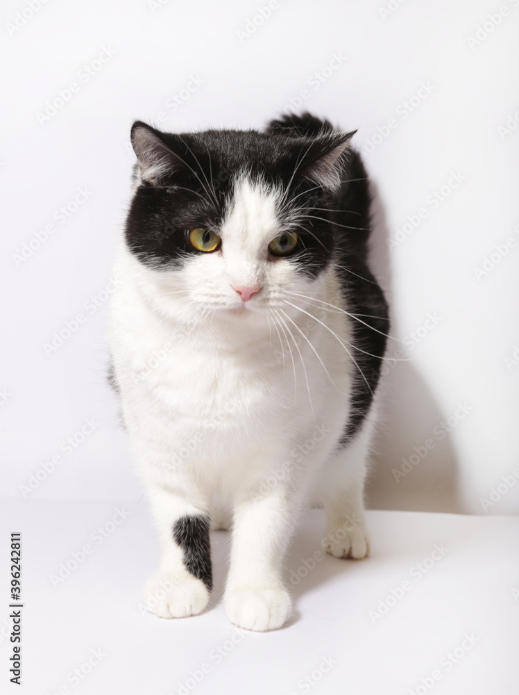 furry cat on an isolated background