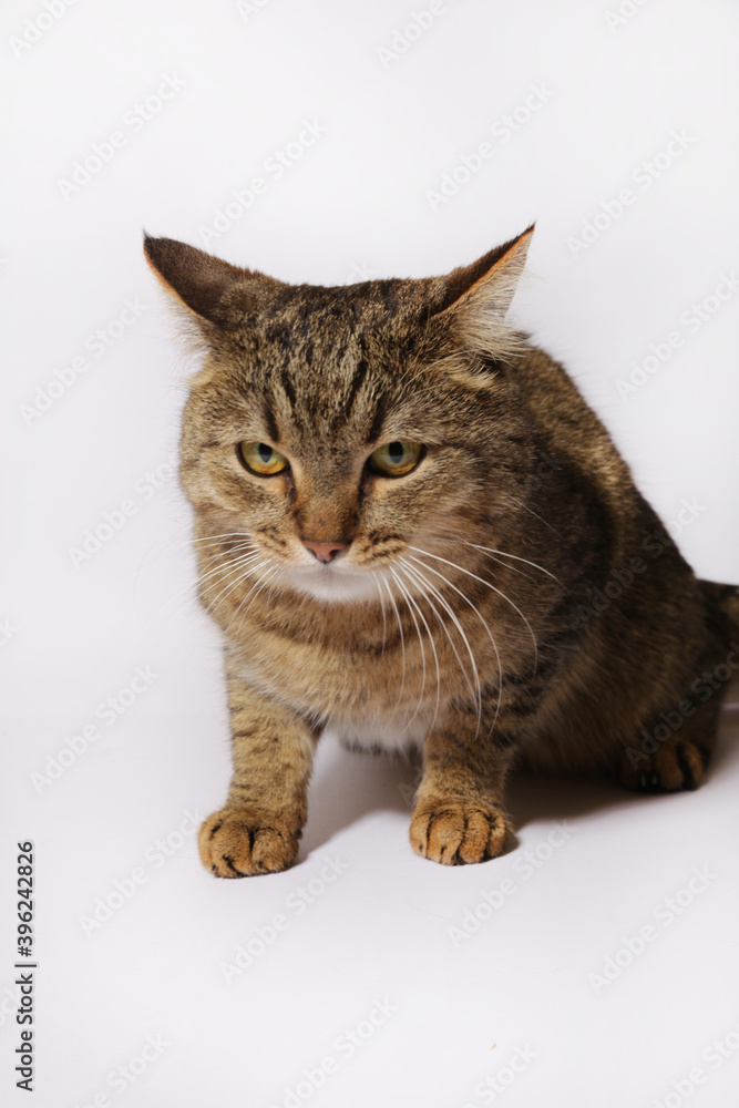 cute cat on a white background cute cat on a white background