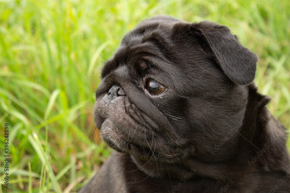 portrait of a pug. Dog sits in the grass
