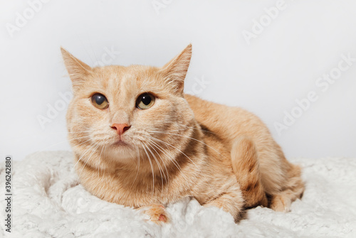 furry cat on an isolated background