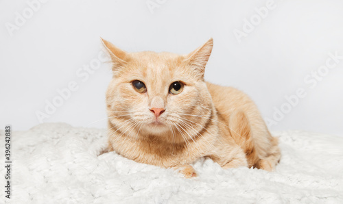 Fototapeta Naklejka Na Ścianę i Meble -  cute cat on a white background 