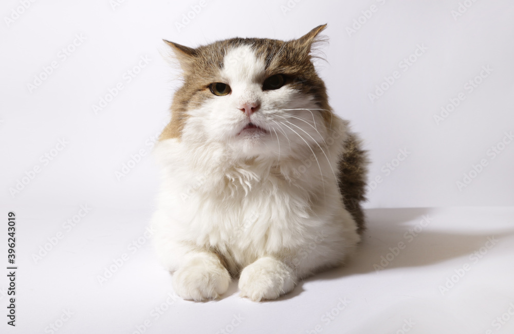 fluffy cat on a white background