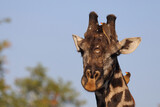 Giraffe und Gelbschnabel-Madenhacker / Giraffe and Yellow-billed oxpecker / Giraffa Camelopardalis et Buphagus africanus.