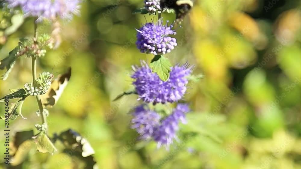 Macro purple flowers and bee with blur leaf background Macro purple flowers and bee with blur leaf background