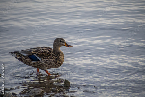 A brown Mallard in Lake Havasu, Arizona