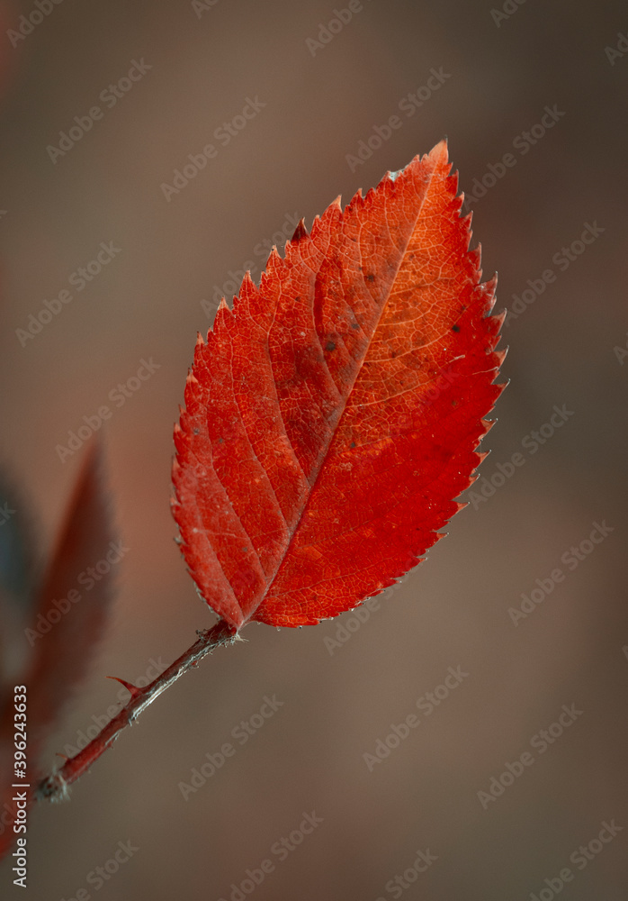 Autumn light background of leaves Autumn light background of leaves