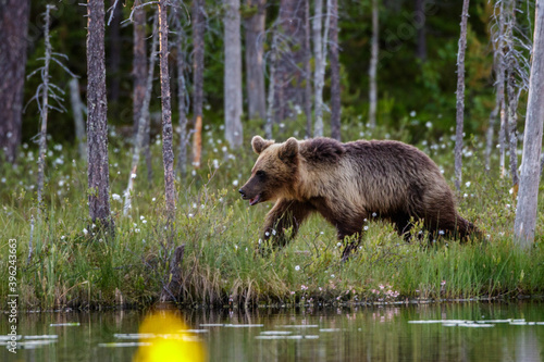 Braunbär (Ursus arctos)