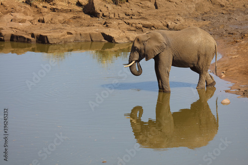 Afrikanischer Elefant am Mavatsani Wasserloch   African elephant at Mavatsani Waterhole   Loxodonta africana